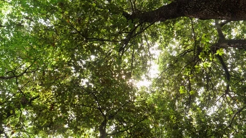 Forest canopy viewed from below with sun shining thorough and camera turning Stock Footage 90334092