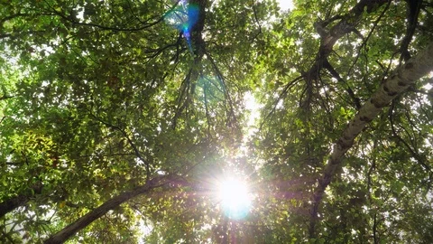 Forest canopy viewed from below with sun shining thorough and camera turning Stock Footage 90334256