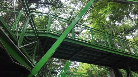 Forest Canopy Walkway - Green Steel Structure Through Lush Trees. Stock Footage 326390153