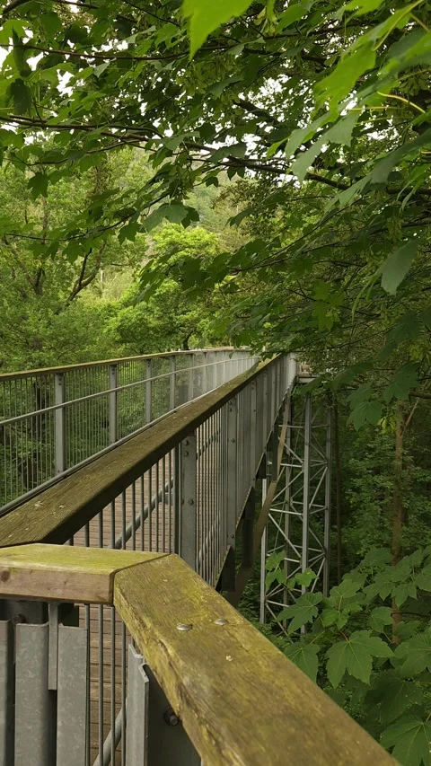 Forest canopy walkway in Harz Germany Stock Footage 340270527