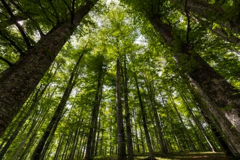 The forest of Cansiglio Stock Photos