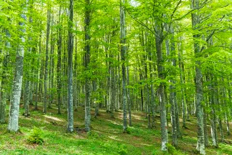 The forest of Cansiglio Stock Photos