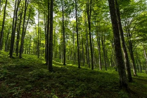 The forest of Cansiglio Stock Photos