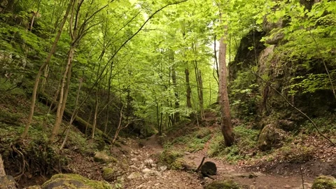 Forest canyon panorama Stock Footage 196103038