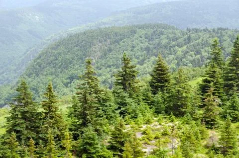 Forest in the Cape Breton Stock Photos