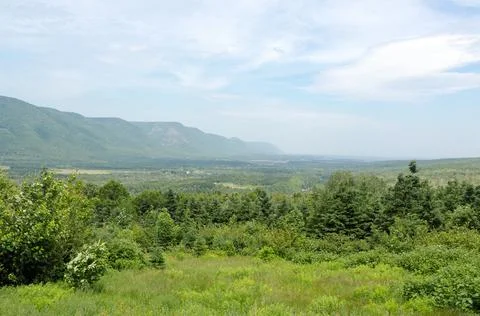 Forest in the Cape Breton Stock Photos