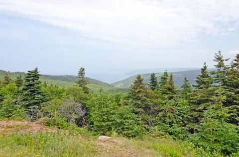 Forest in the Cape Breton Stock Photos