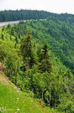 Forest in the Cape Breton Stock Photos