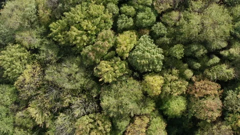 Forest captured by a drone in strong winds Stock Footage 135612495