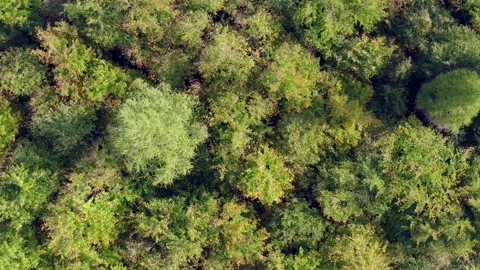 Forest captured by a drone in strong winds Stock Footage 135612516