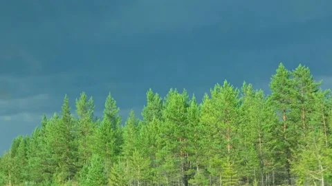 Forest from car window. Beautiful blue sky and green forest. Stock Footage 233008448