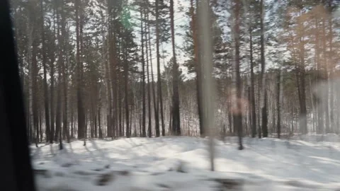 Forest from the car window in motion Stock-Footage 218405659