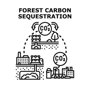 Forest carbon sequestration capturing emission for climate change Stock Illustration