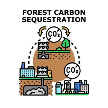 Forest carbon sequestration capturing emission for climate change Stock Illustration