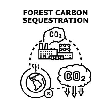 Forest carbon sequestration reducing global warming concept Stock Illustration