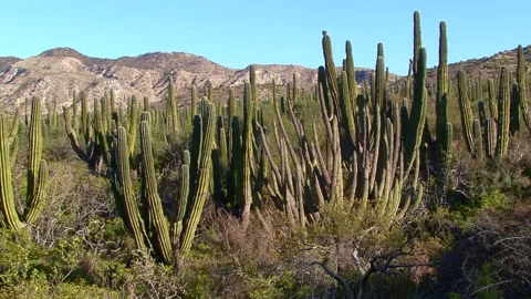 A Forest Of Cardon Cactus 库存影片 170357532