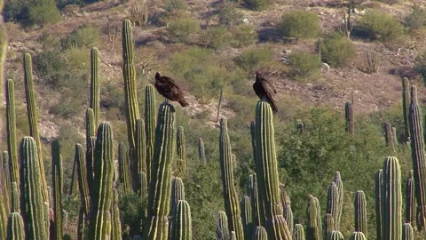 Forest Of Cardon Cactus Stock Footage 170357566