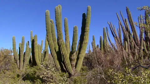 Forest Of Cardon Cactus Stock Footage 170357572