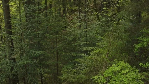 Forest in the Carpathian Mountains 스톡 동영상 80533289