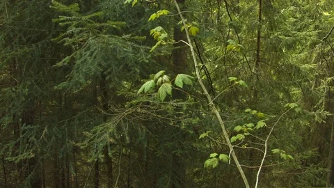 Forest in the Carpathian Mountains Video stock 80533370