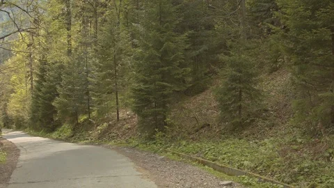 Forest in the Carpathian Mountains 스톡 동영상 80533400