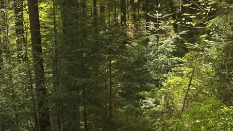 Forest in the Carpathian Mountains Stock-Footage 80535254