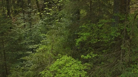 Forest in the Carpathian Mountains Stock-Footage 80535446