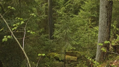 Forest in the Carpathian Mountains Stock Footage 80536592