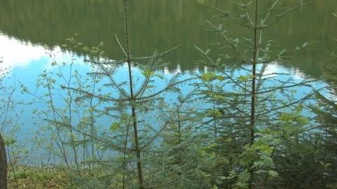 Forest in the Carpathian Mountains Vídeo Stock 80536753