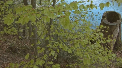 Forest in the Carpathian Mountains Vídeo Stock 80536844