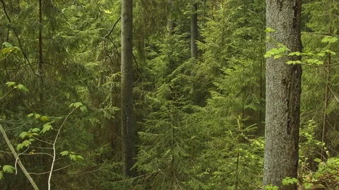Forest in the Carpathian Mountains 스톡 동영상 80536894