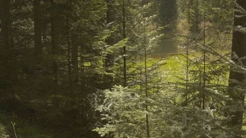 Forest in the Carpathian Mountains 動画素材 80537517
