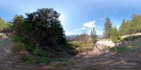 In the forest of the Carpathians Stock Footage 91271179