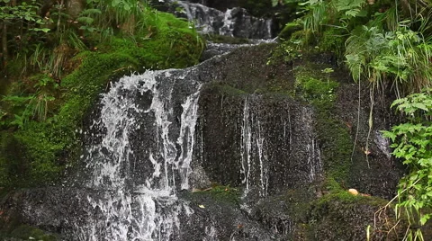 Forest cascade, environmental conservation Vidéo 881598