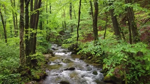 Forest Cascade: Serene Creek Flow 스톡 동영상 339274964