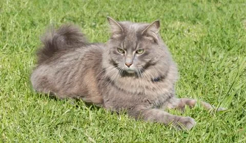 Forest Cat on grass 스톡 사진
