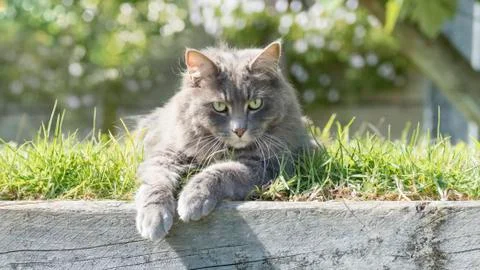 Forest cat on grass 스톡 사진