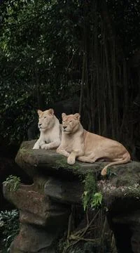 Forest Cats on a Rock Stock Photos