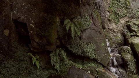 Forest in the Caucasus mountains Stock Footage 160341133