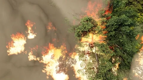 The forest caught fire and burned Stock Footage 171490783