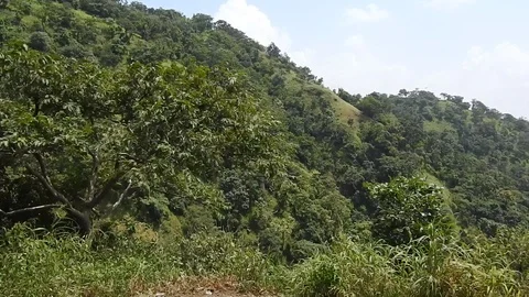 Forest of Central India Video stock 111272029