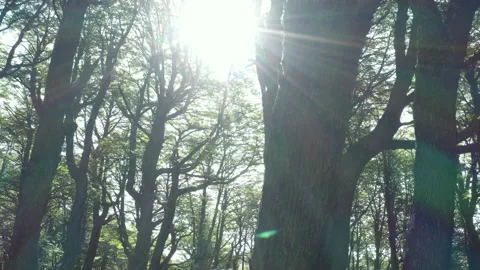Forest in Cerro in Bariloche, Refugio Frey area 스톡 동영상 150952006
