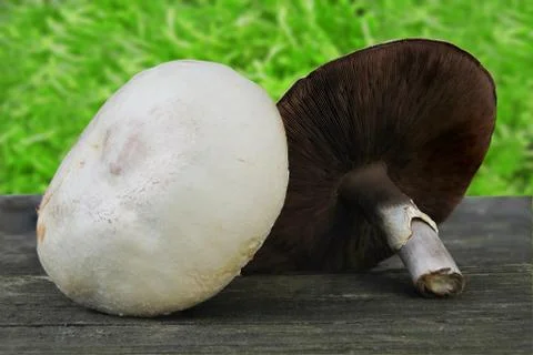 Forest champignon (Agaricus silvaticus) Stock Photos