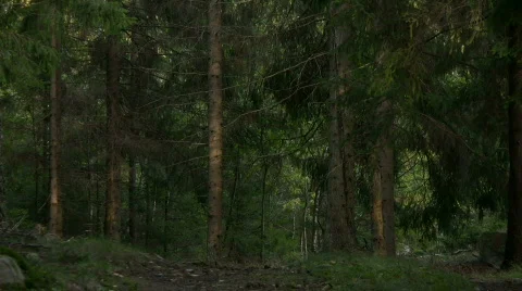 Forest with change in light Stock-Footage 537943
