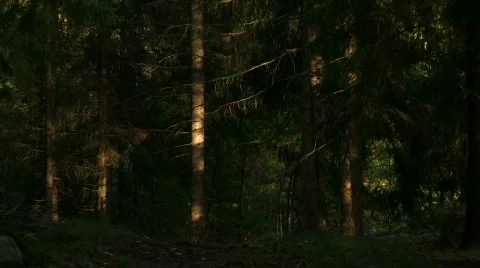 Forest with change in light Stock-Footage 537966