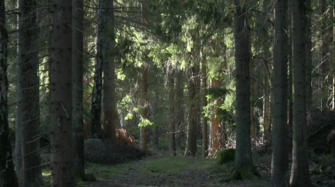 Forest with change in light Stock Footage 544997