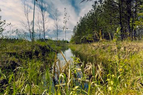 By the forest channel 스톡 사진