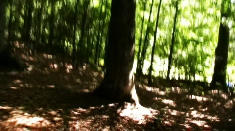 Forest chase Video stock 653048
