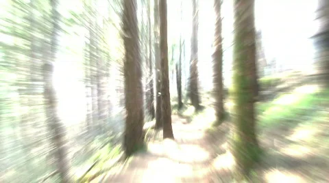 Forest Chase Stock Footage 740505