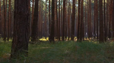 Forest chase on gimbal Stock Footage 65367430